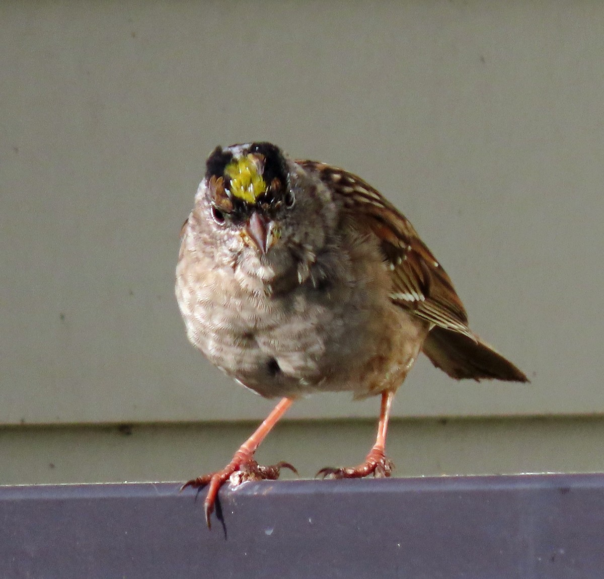 Golden-crowned Sparrow - ML617228248