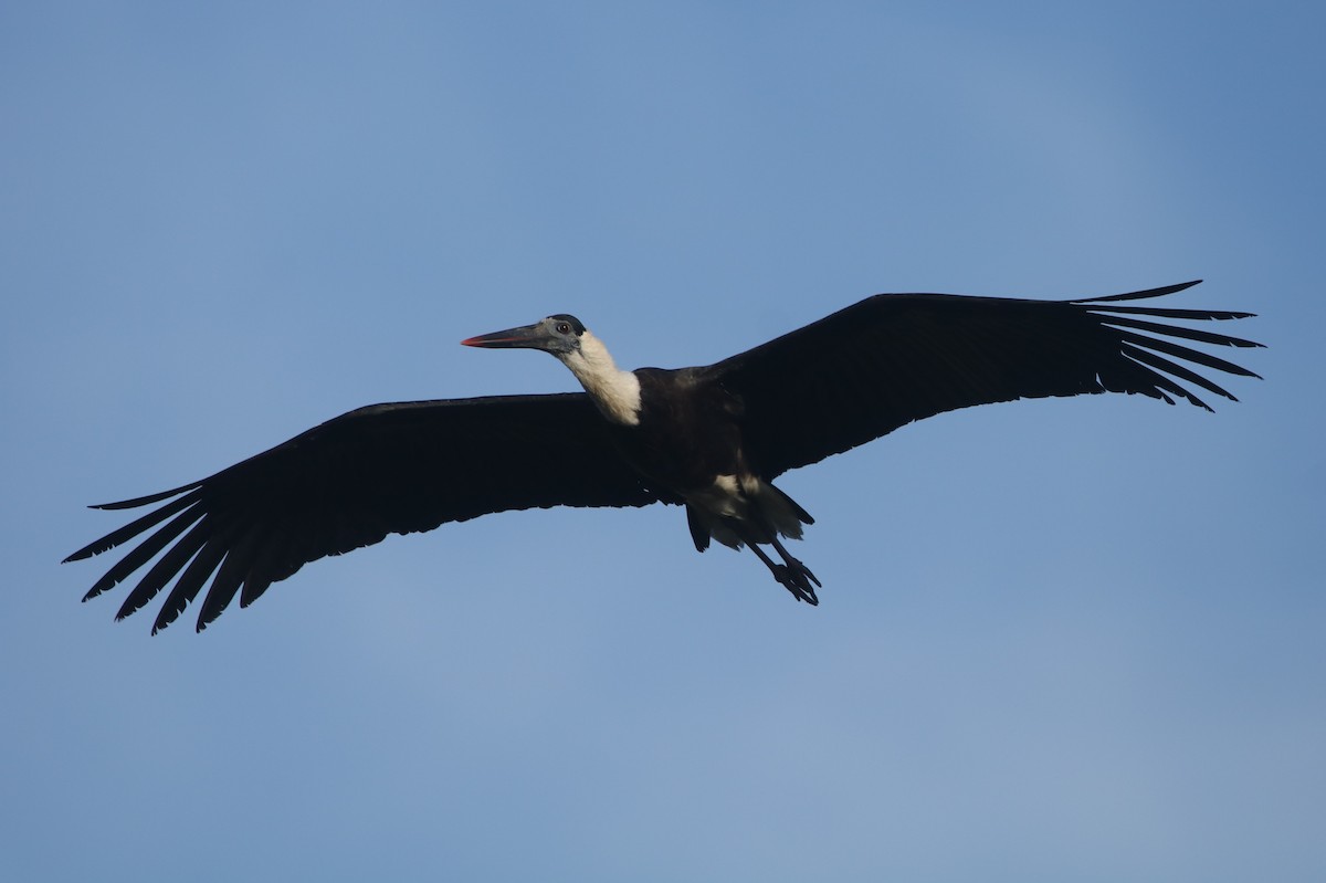Asian Woolly-necked Stork - ML617228271