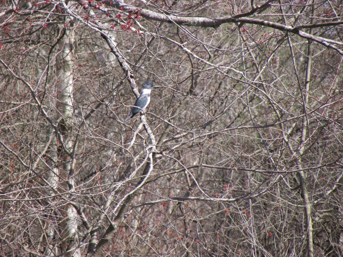 Belted Kingfisher - ML617228357