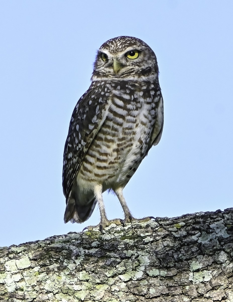 Burrowing Owl - ML617228473