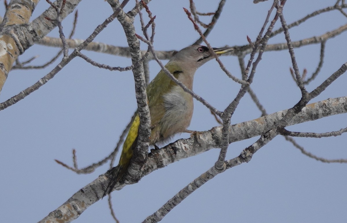 Gray-headed Woodpecker - eero salo-oja