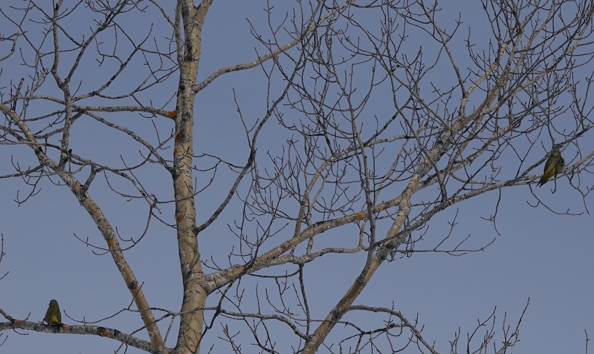 Gray-headed Woodpecker - eero salo-oja