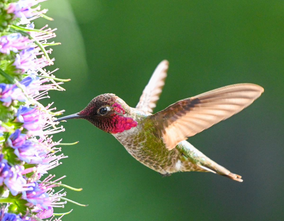 Anna's Hummingbird - ML617228592