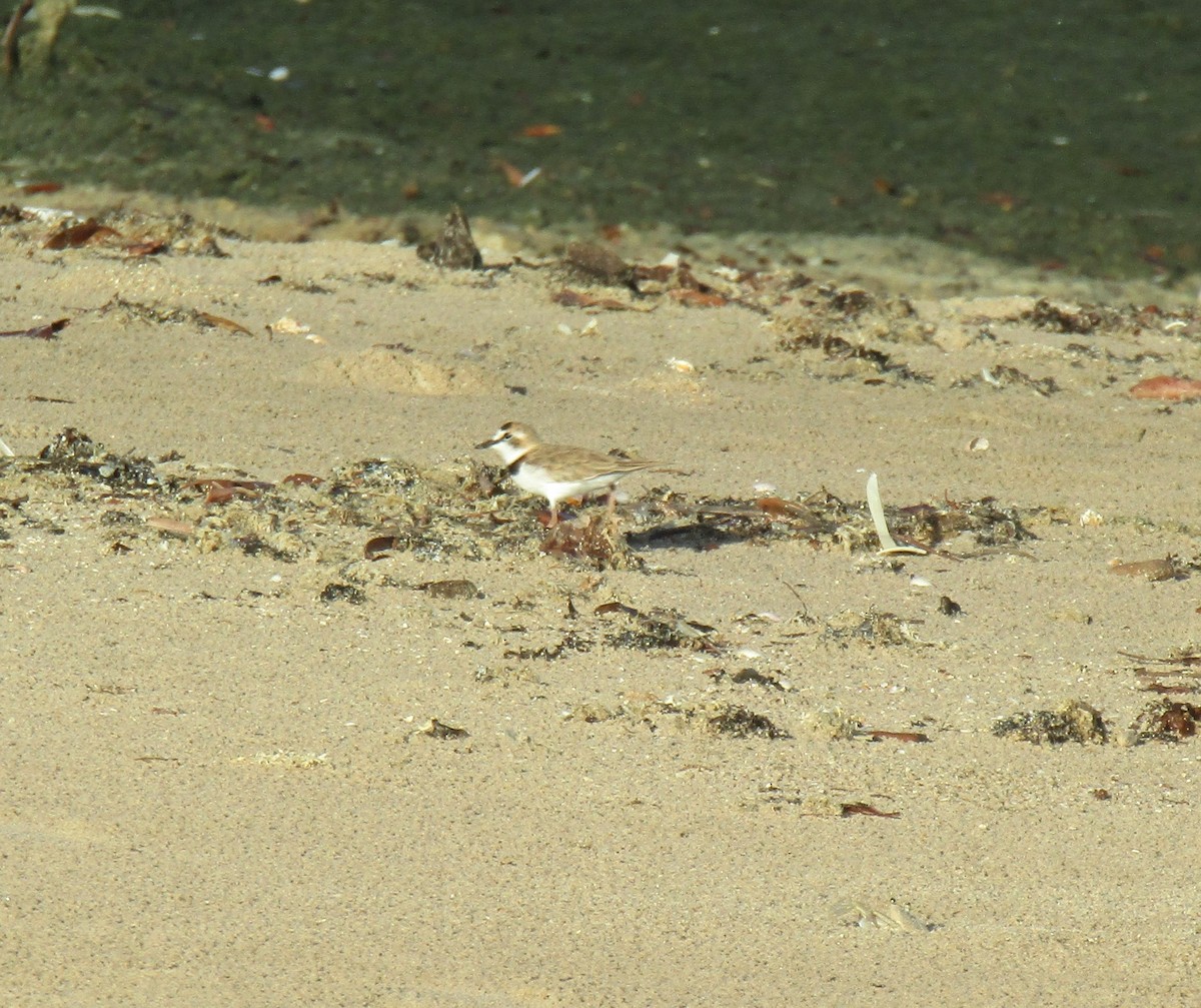 Collared Plover - ML617228601