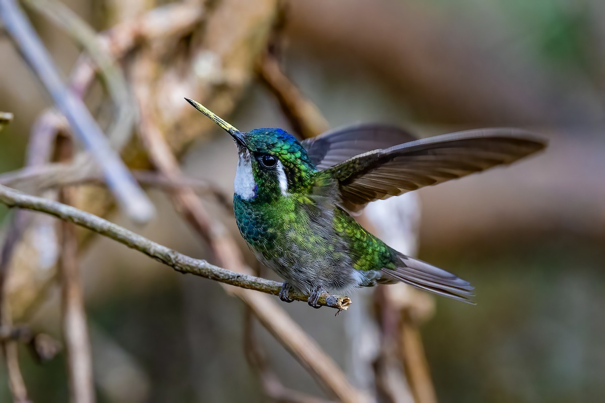 White-throated Mountain-gem (Gray-tailed) - ML617228644