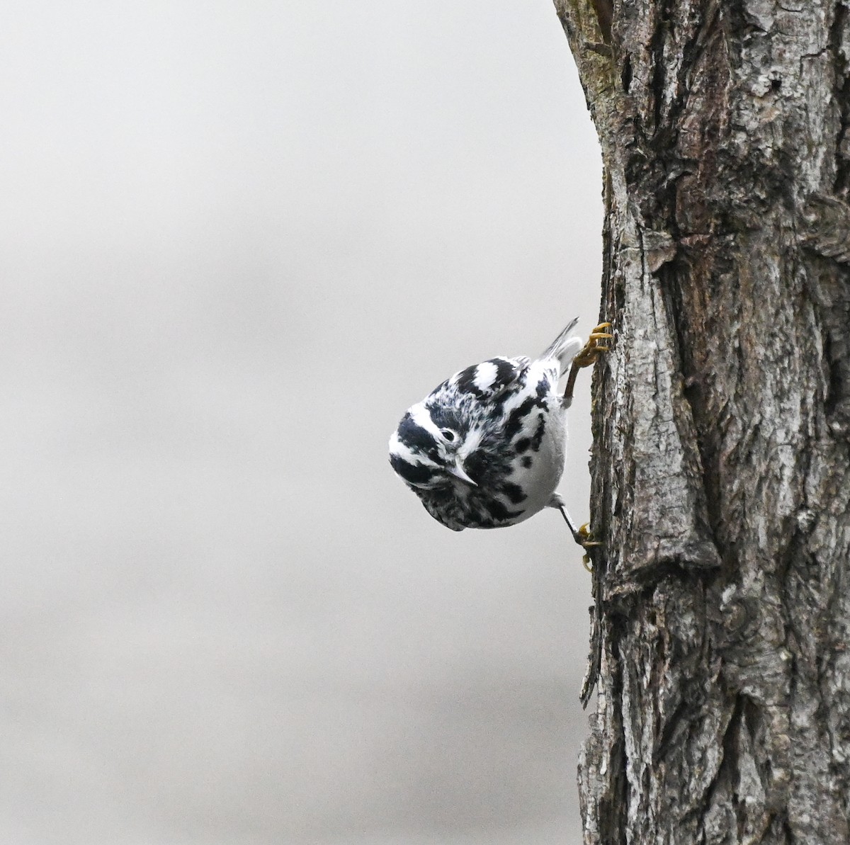 Black-and-white Warbler - ML617228660