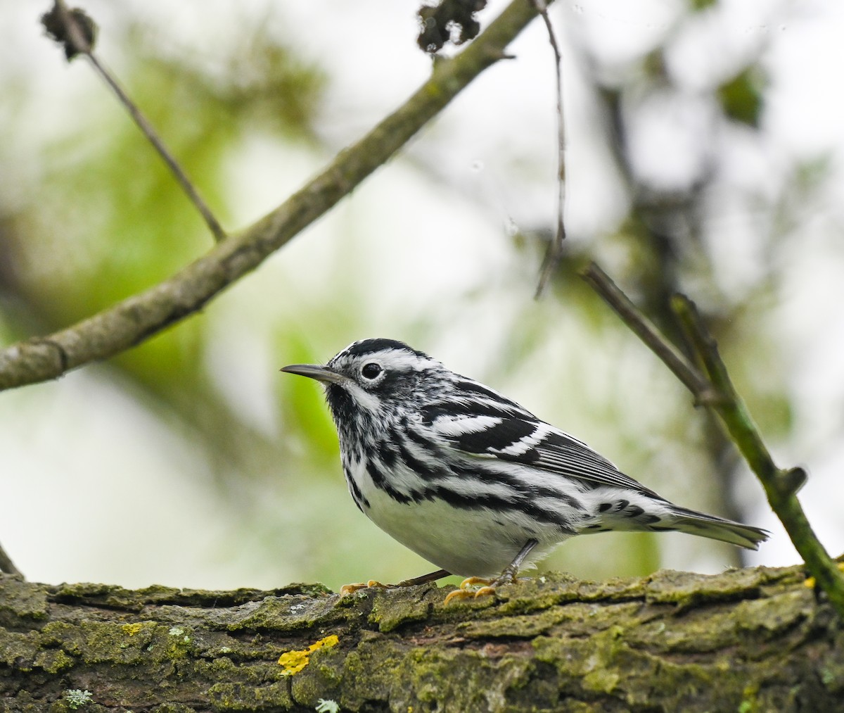 Black-and-white Warbler - ML617228663