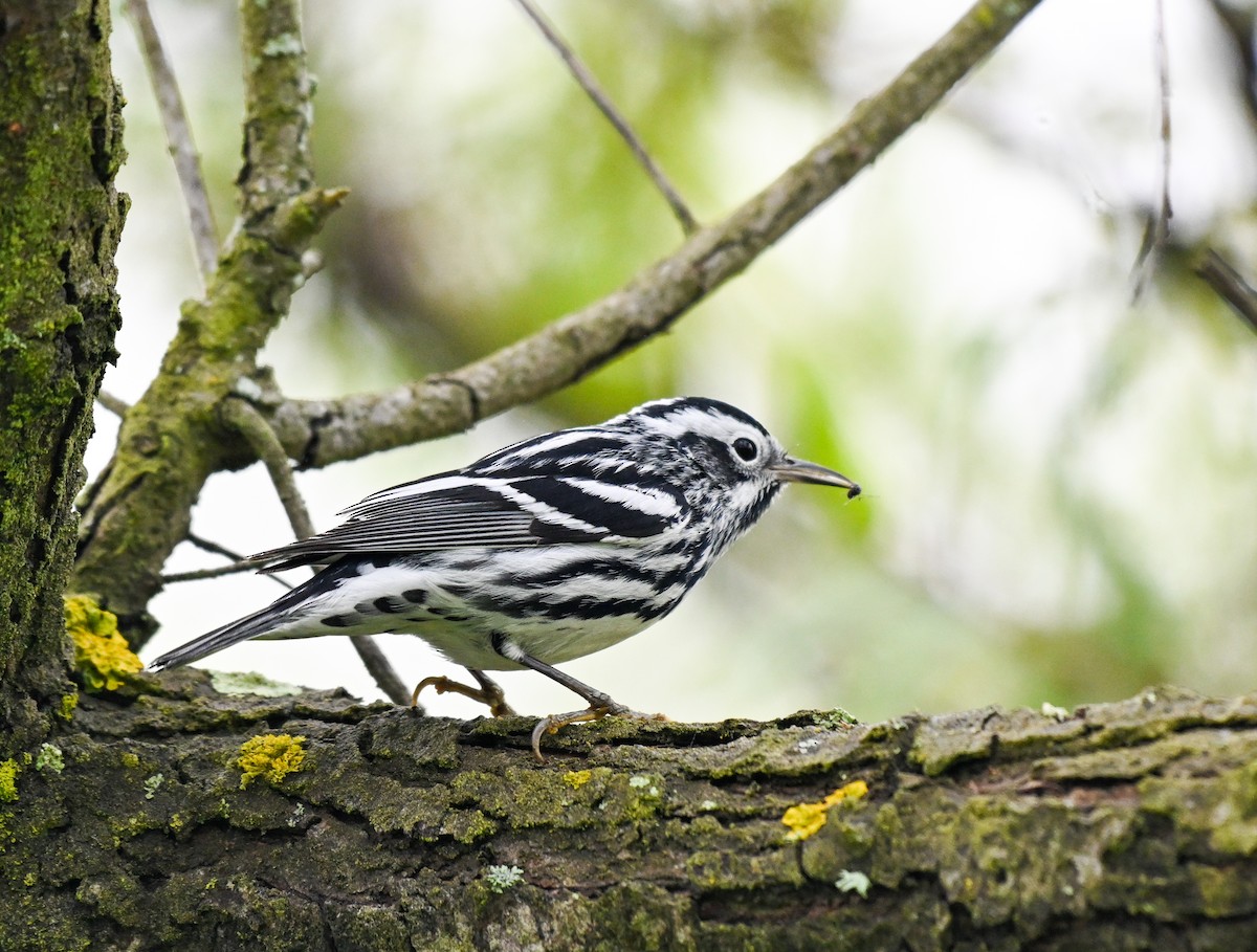 Black-and-white Warbler - ML617228664