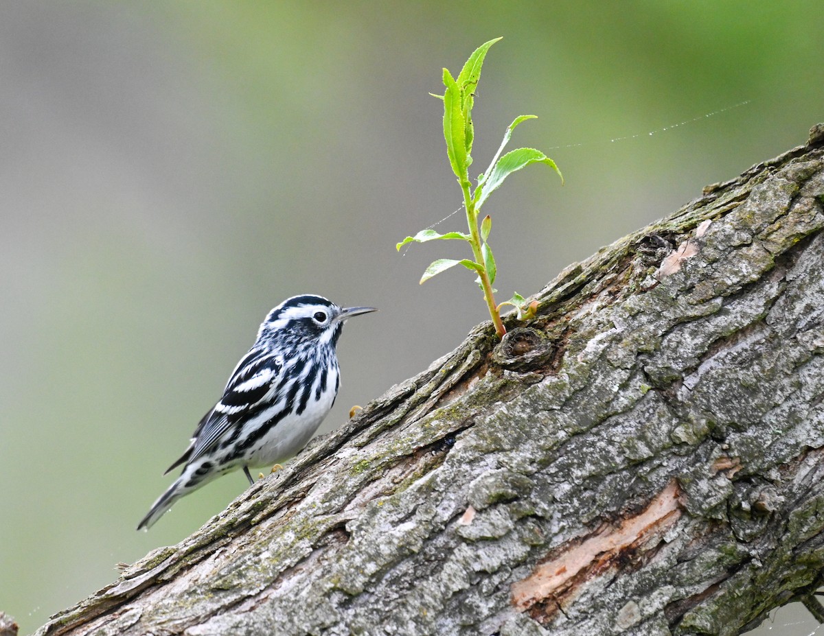 Black-and-white Warbler - ML617228673