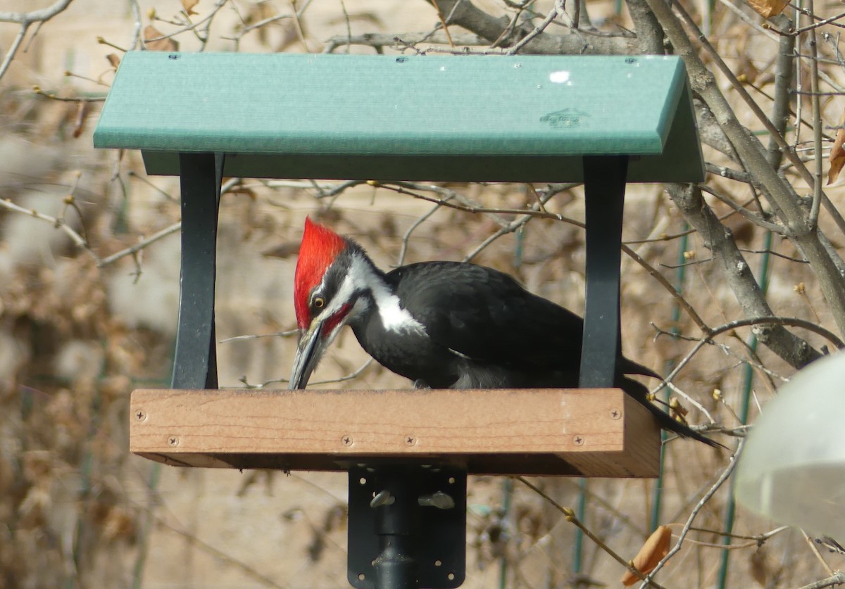 Pileated Woodpecker - ML617228916