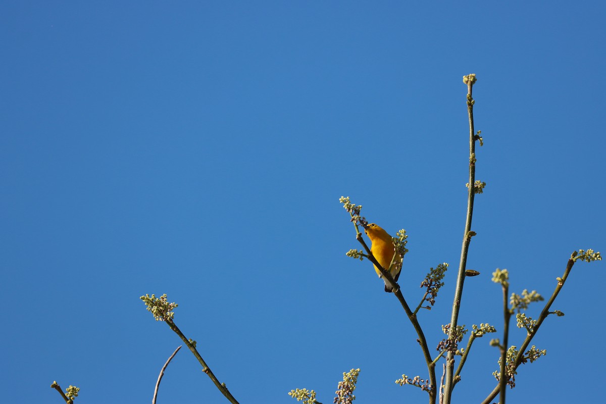 Prothonotary Warbler - ML617228982