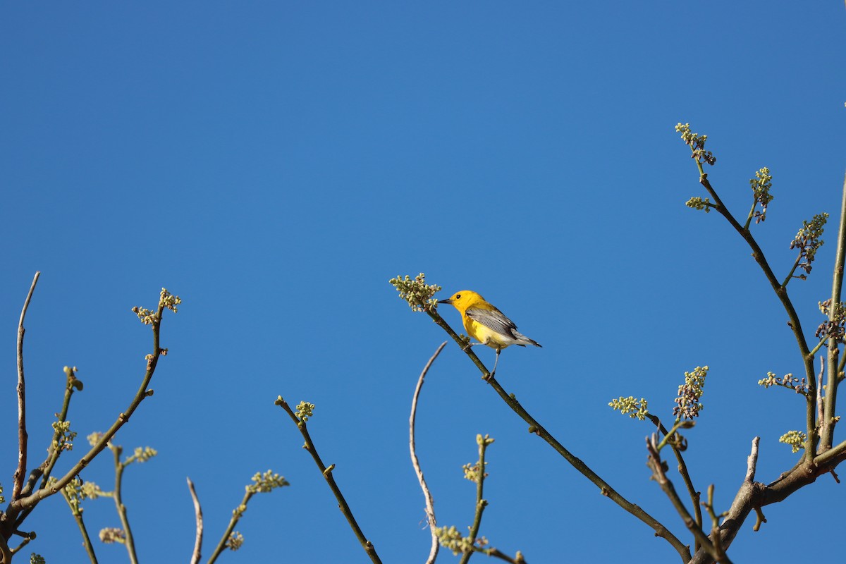 Prothonotary Warbler - ML617228985