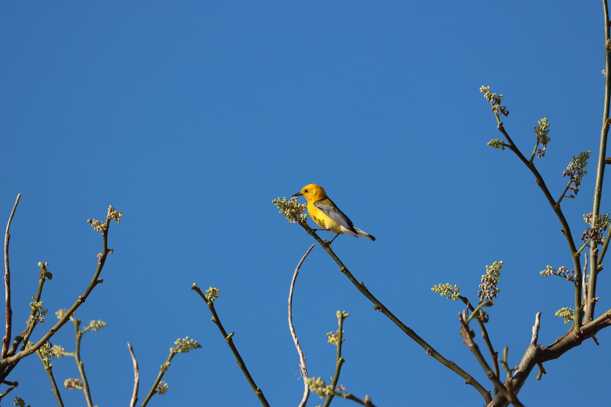 Prothonotary Warbler - ML617228986