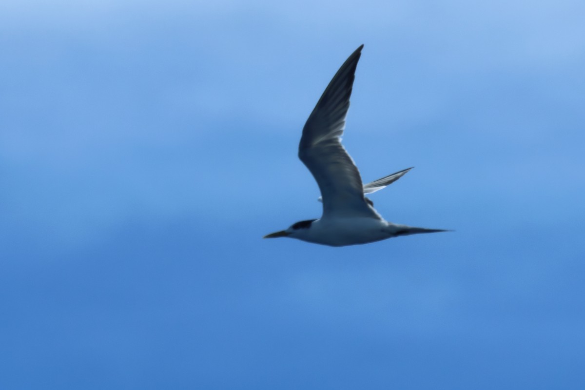 Great Crested Tern - ML617229048