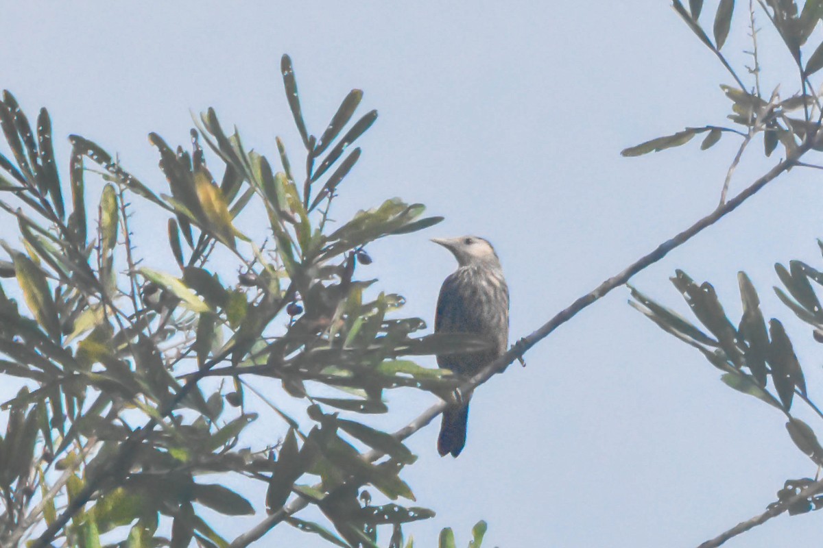 White-faced Starling - ML617229053