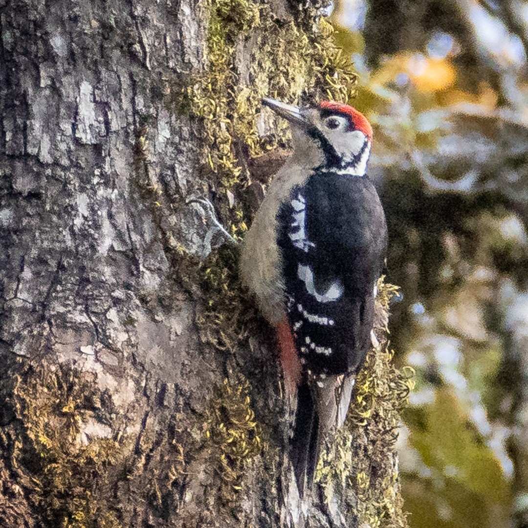 Himalayan Woodpecker - Poorna Parvathala
