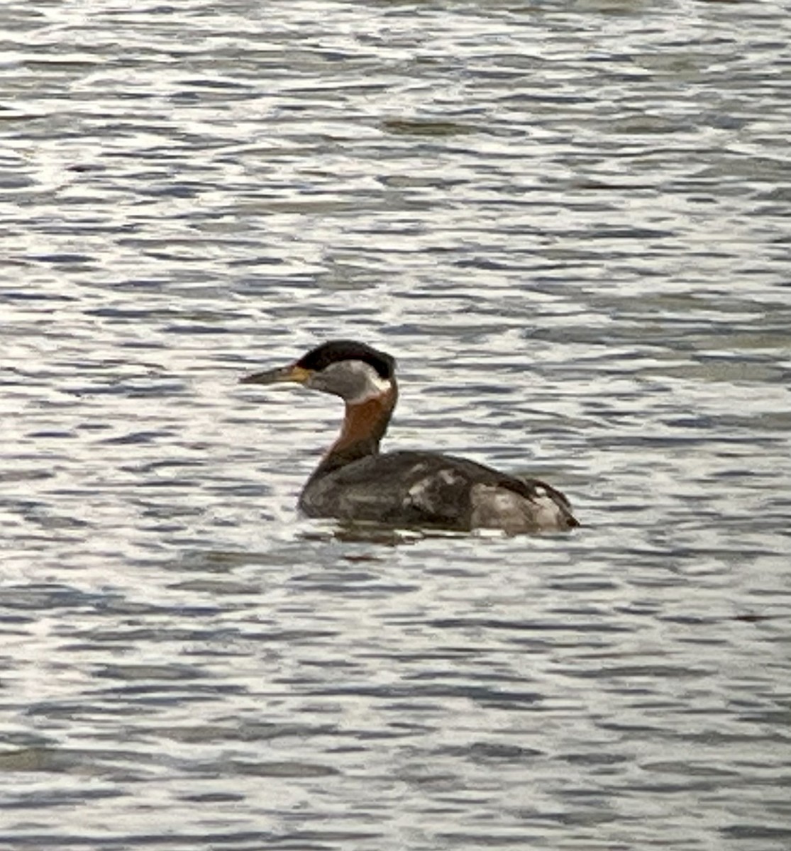 Red-necked Grebe - ML617229073
