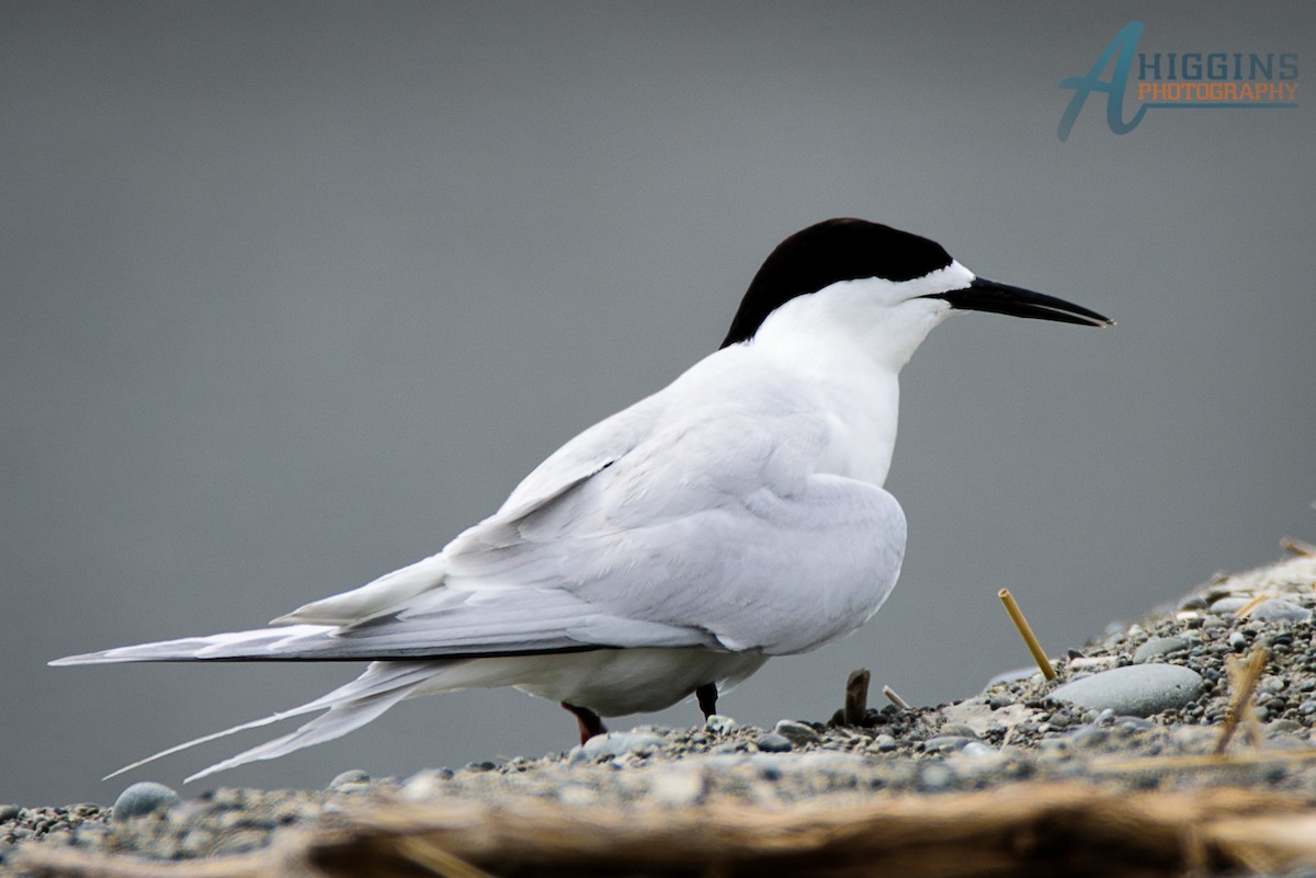 White-fronted Tern - ML61722911