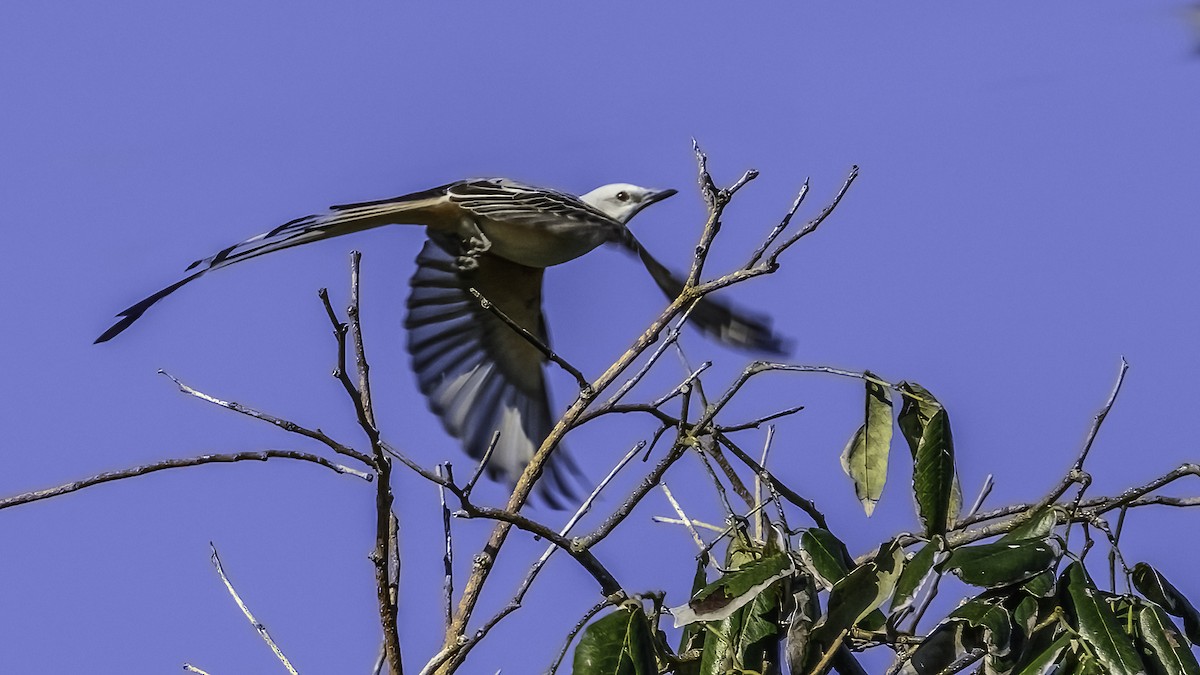 Scissor-tailed Flycatcher - ML617229210