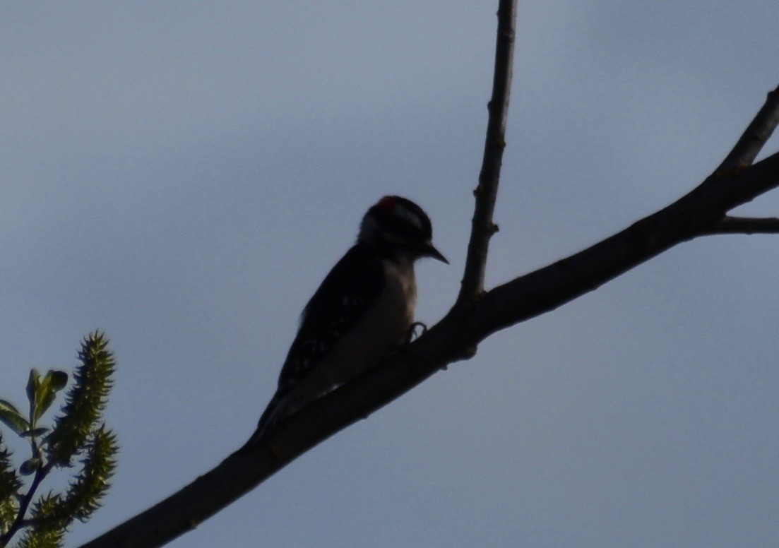 Downy Woodpecker (Pacific) - ML617229289