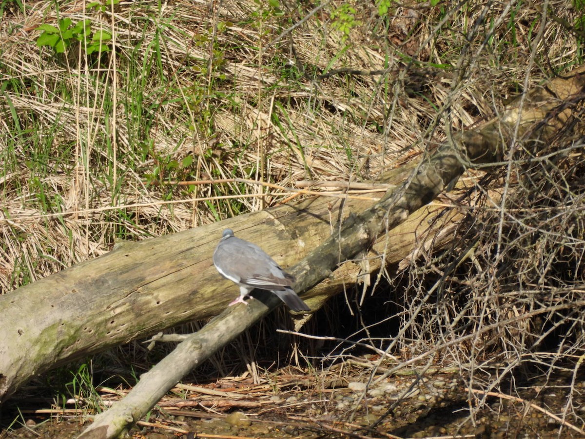 Common Wood-Pigeon - ML617229291