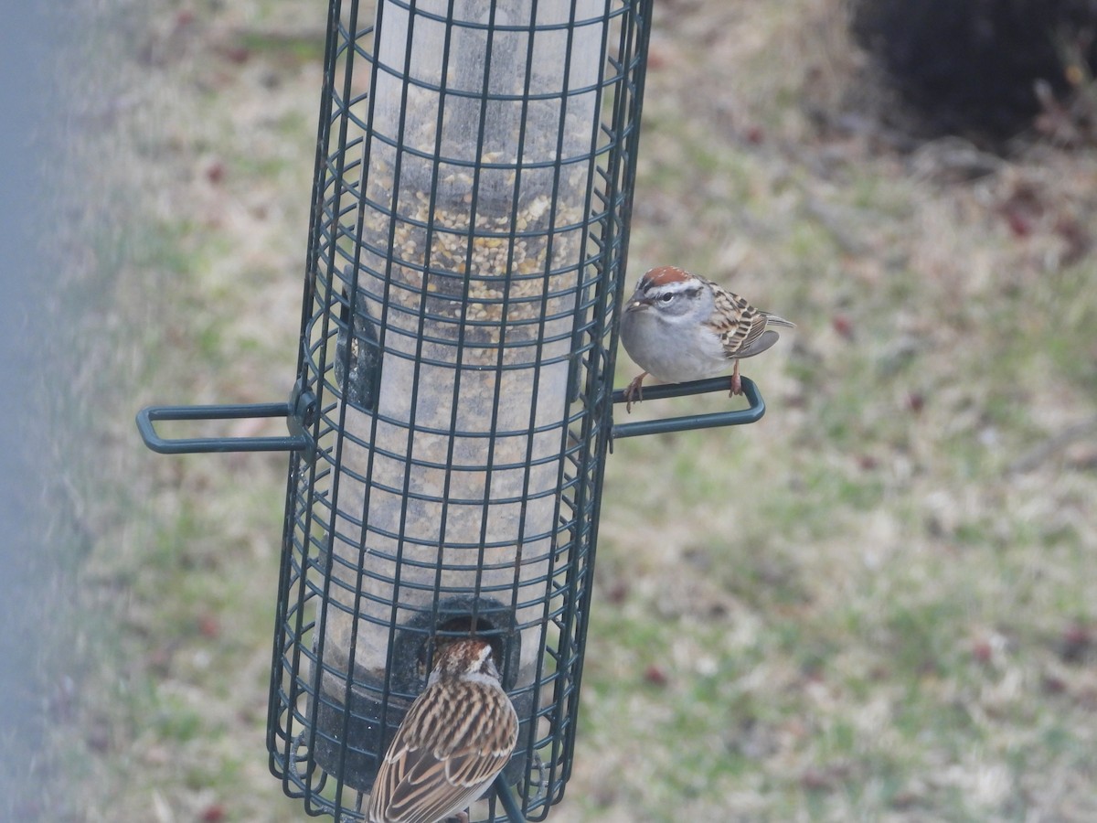 Chipping Sparrow - ML617229397