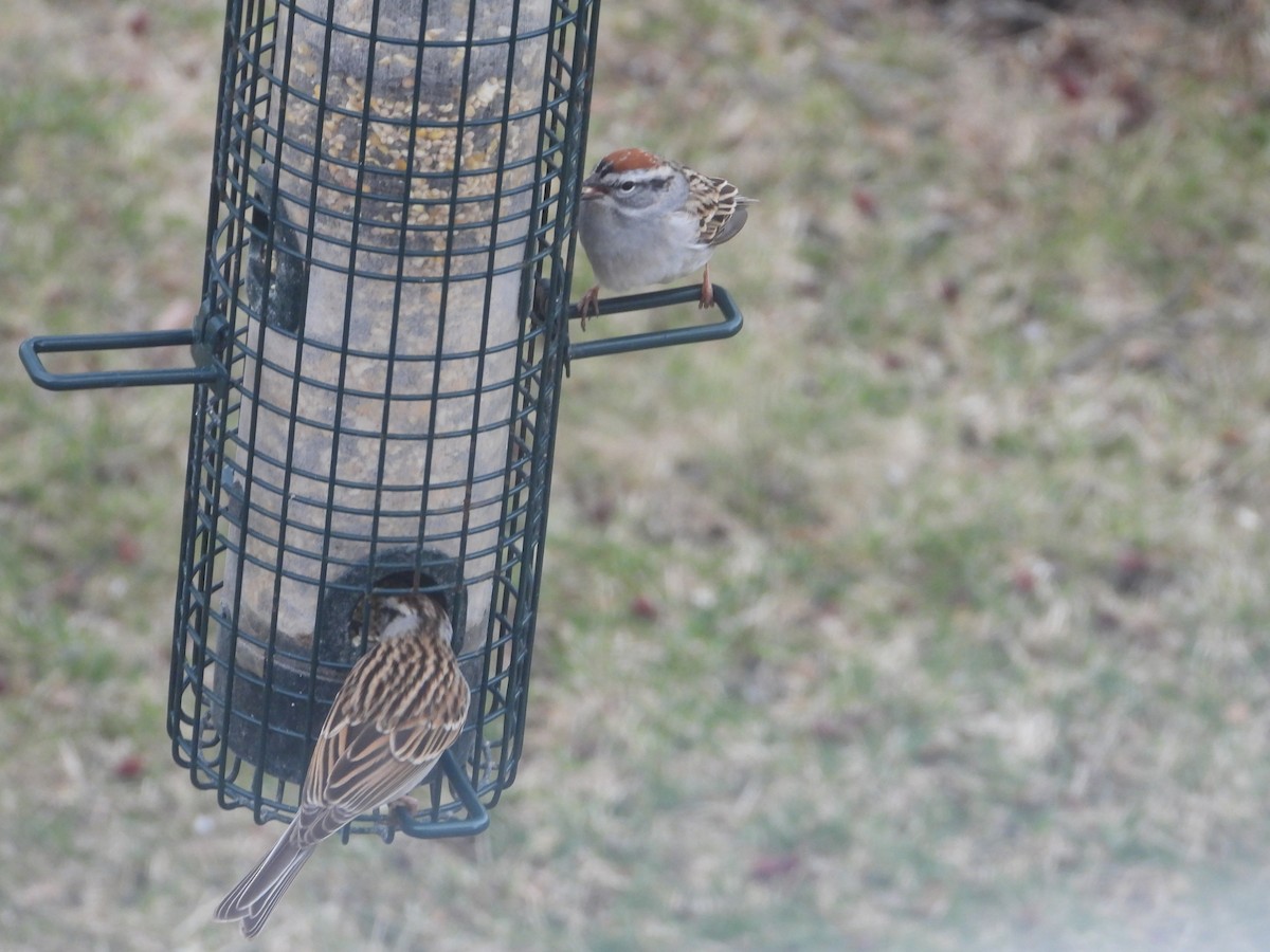 Chipping Sparrow - ML617229398