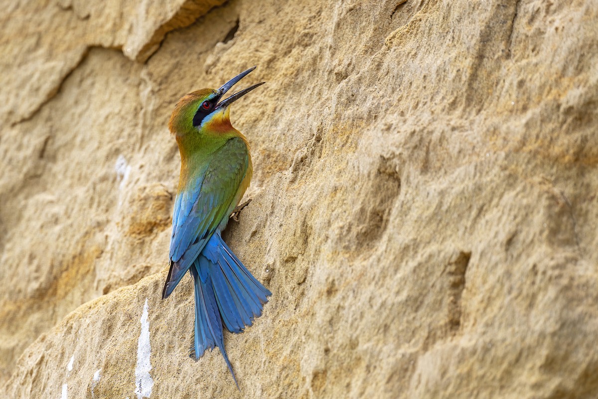Blue-tailed Bee-eater - ML617229427