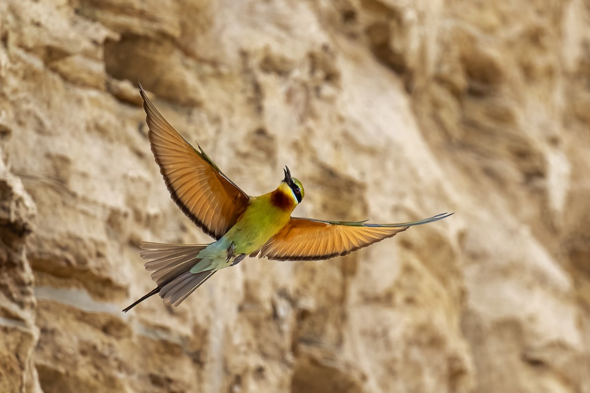 Blue-tailed Bee-eater - ML617229435