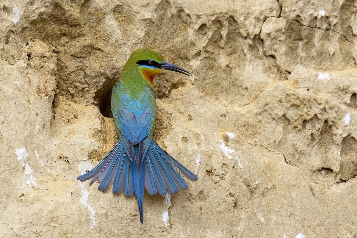 Blue-tailed Bee-eater - ML617229437