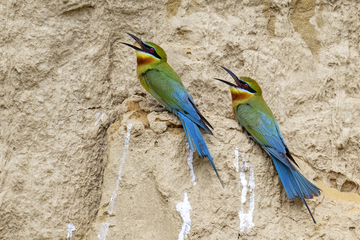 Blue-tailed Bee-eater - ML617229438