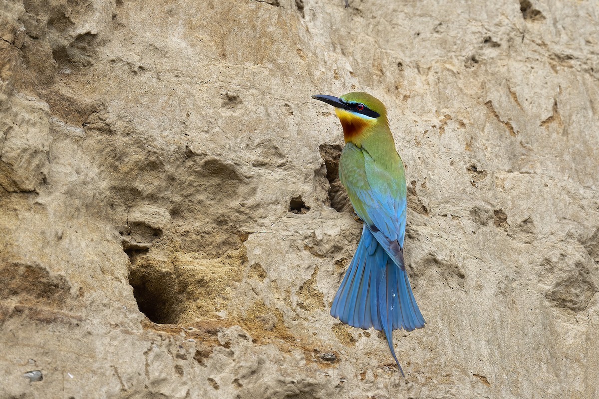 Blue-tailed Bee-eater - ML617229439