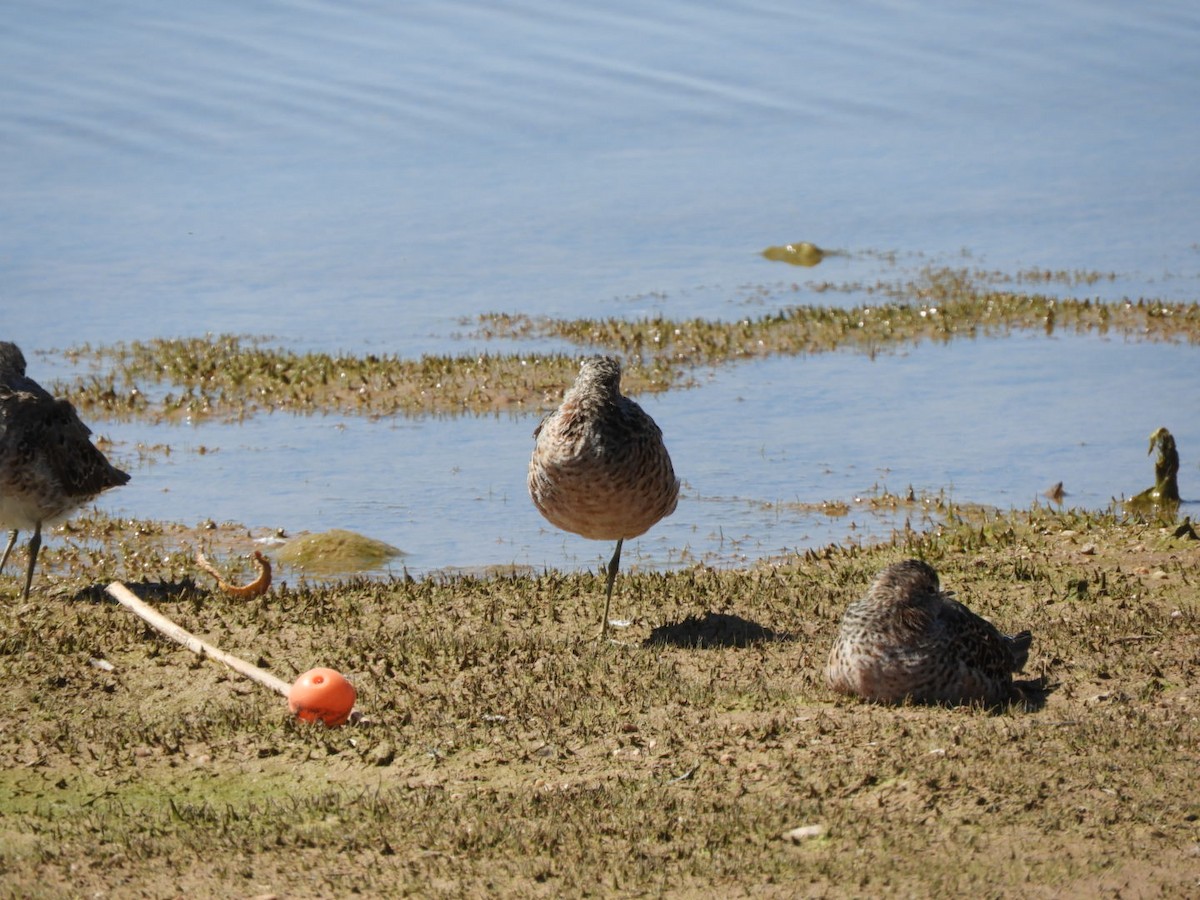 Long-billed Dowitcher - ML617229456