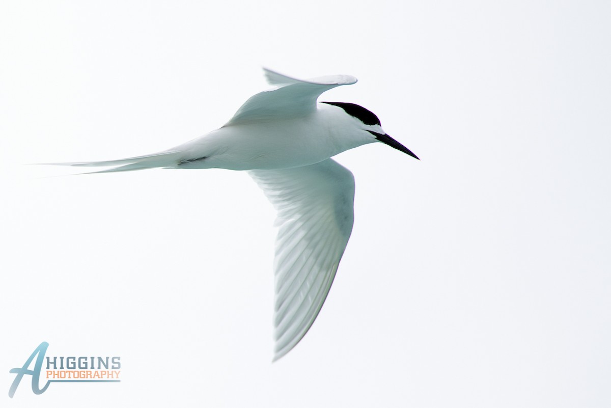 White-fronted Tern - ML61722961