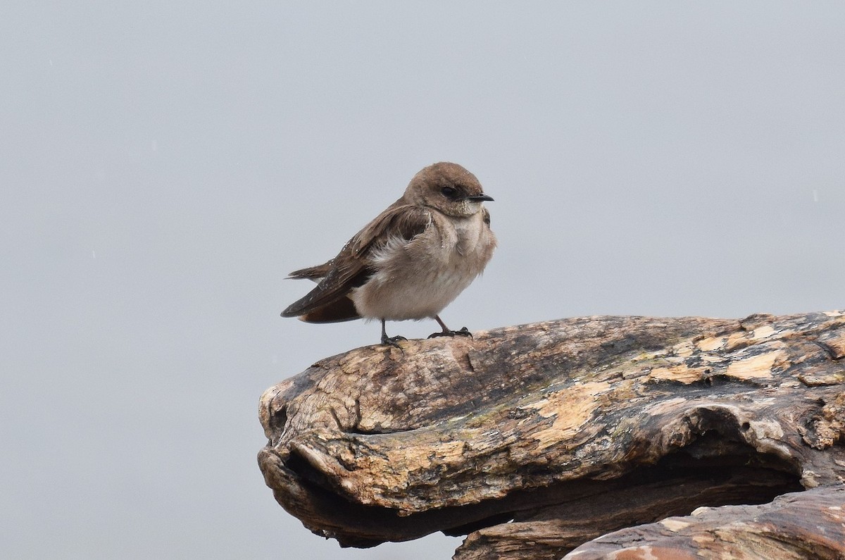 Northern Rough-winged Swallow - ML617229621