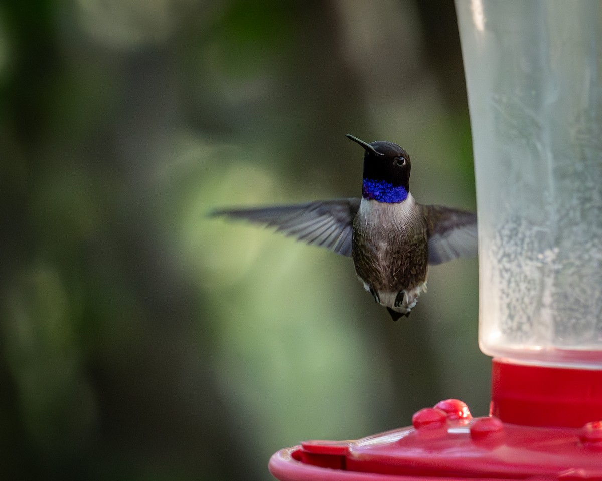 Black-chinned Hummingbird - ML617229696