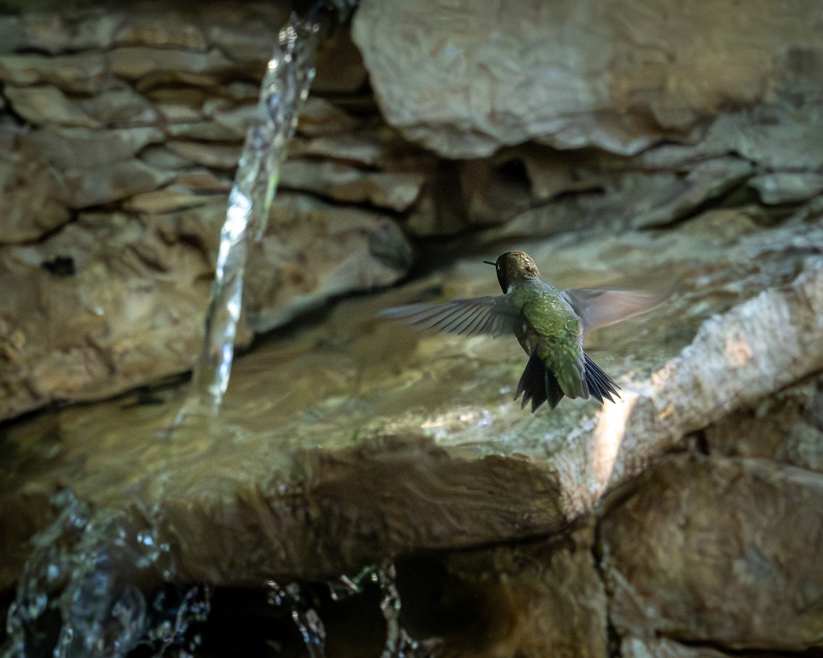 Black-chinned Hummingbird - ML617229707