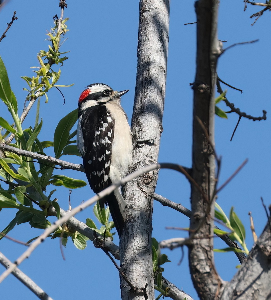 Downy Woodpecker - ML617229791
