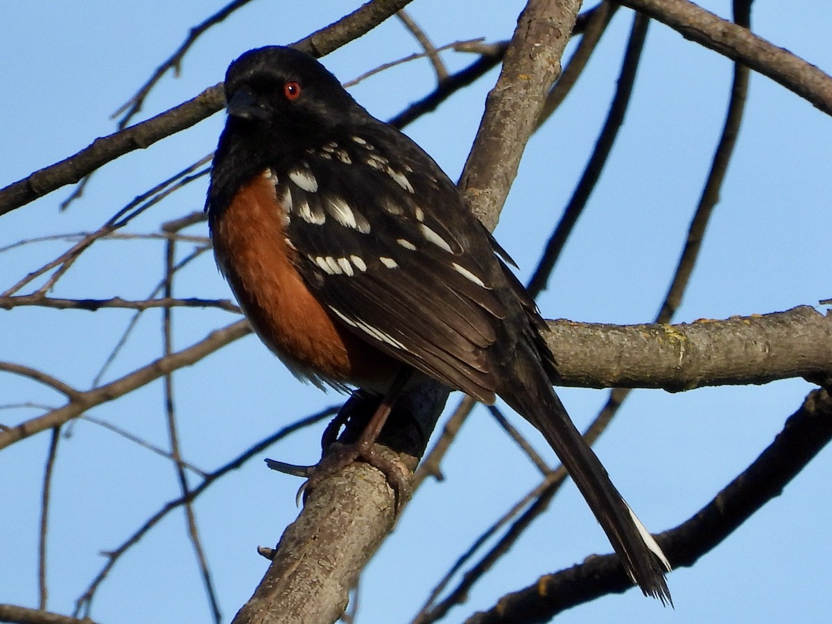 Spotted Towhee - ML617229857