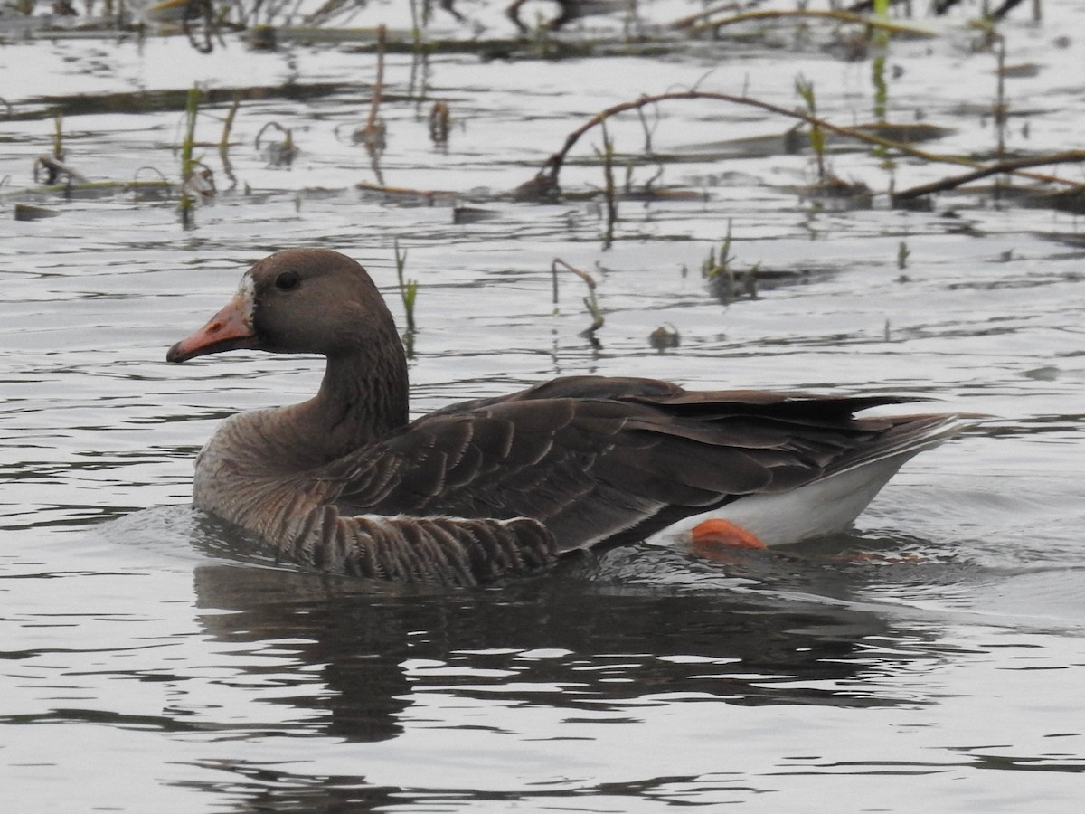 Greater White-fronted Goose - ML617229964