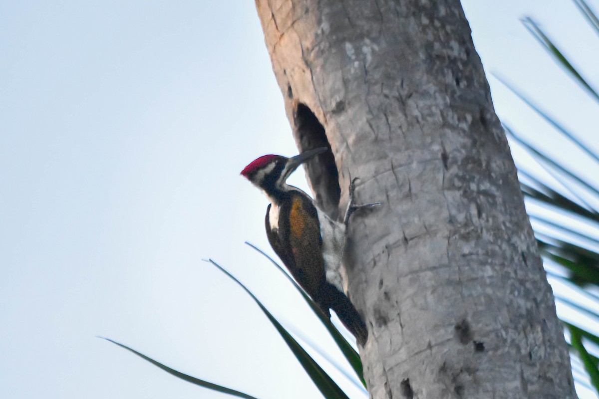 White-naped Woodpecker - ML617229978