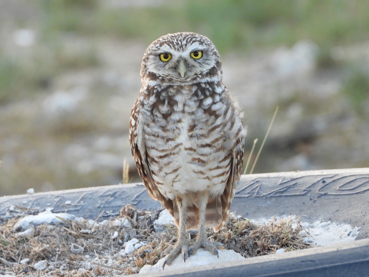 Burrowing Owl - ML617229985