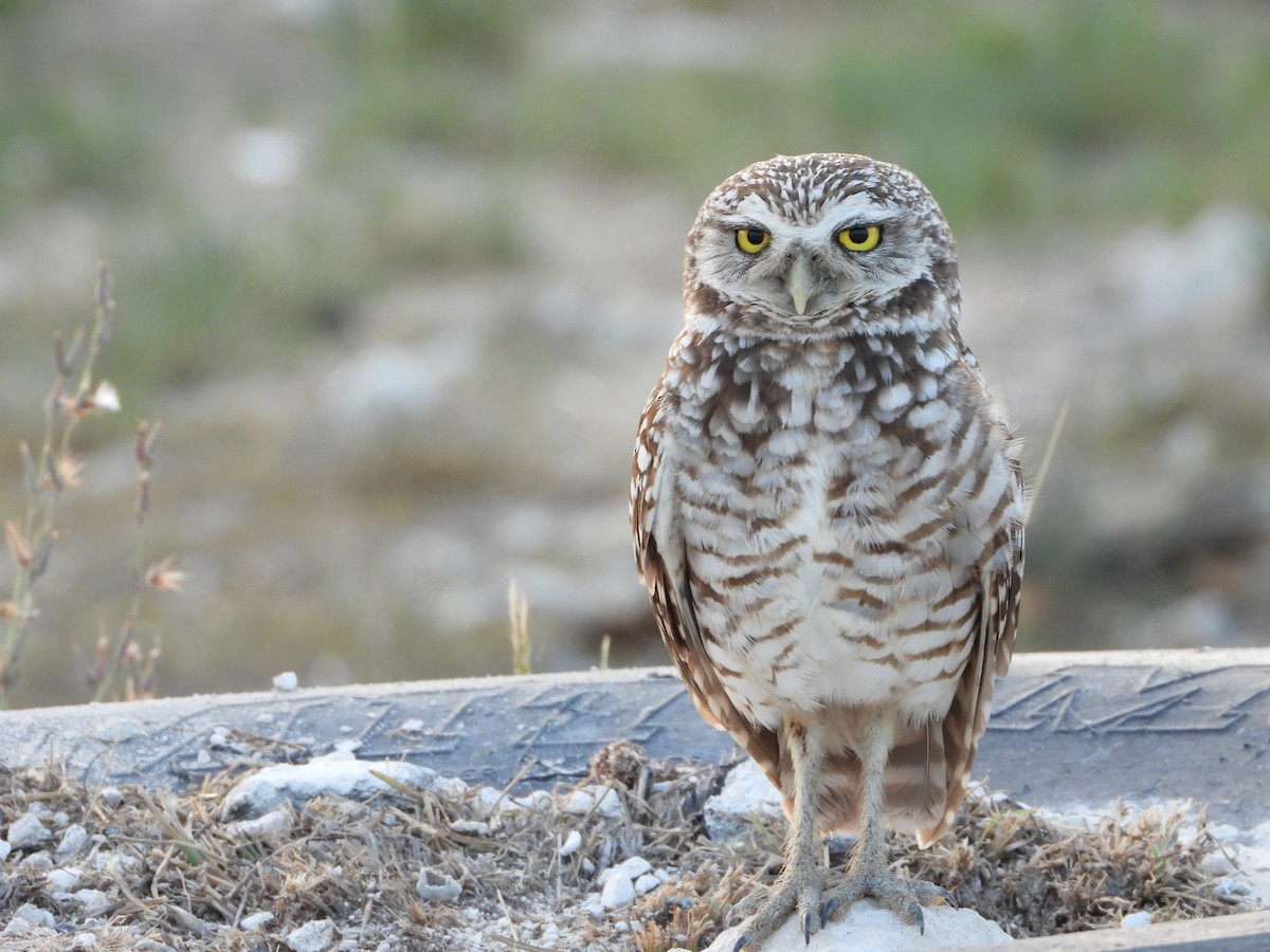 Burrowing Owl - ML617229986