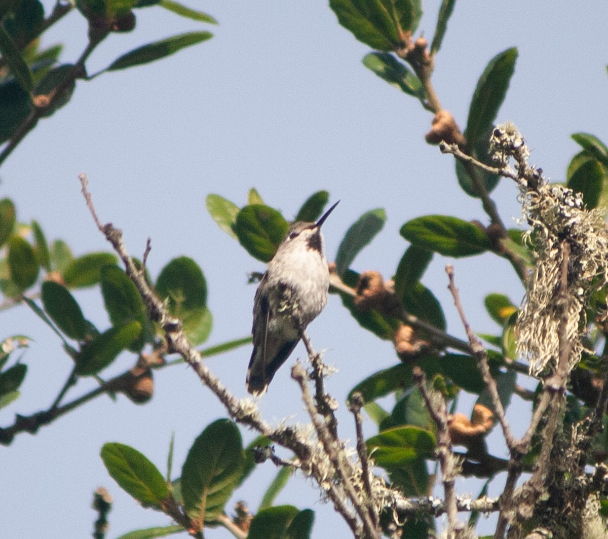 Anna's Hummingbird - ML617230001
