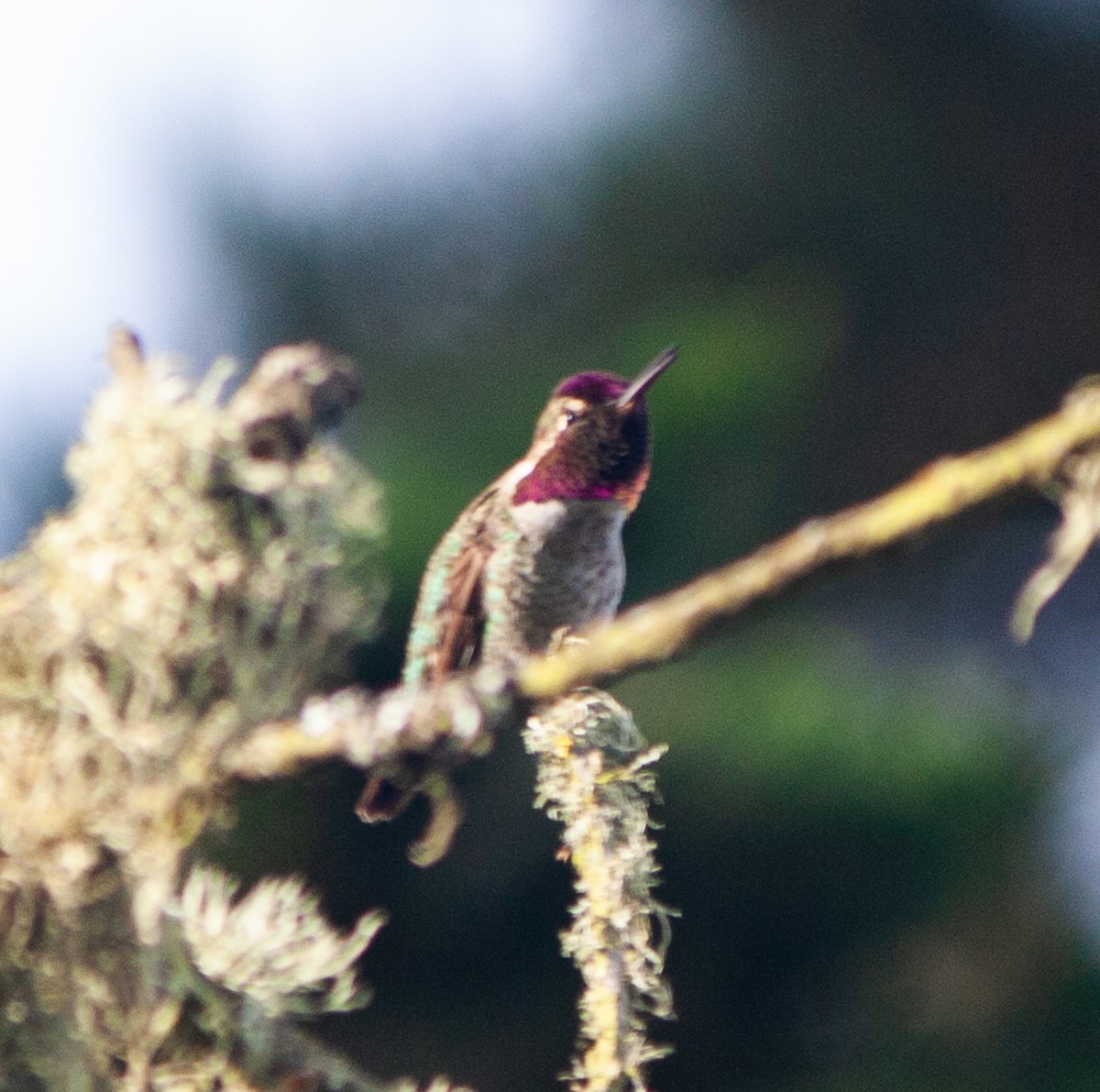 Anna's Hummingbird - ML617230002