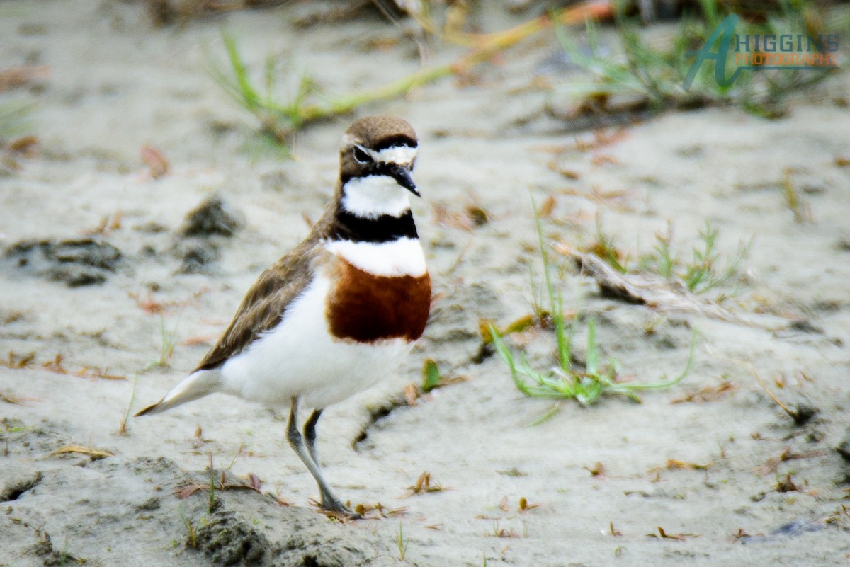 Double-banded Plover - ML61723011