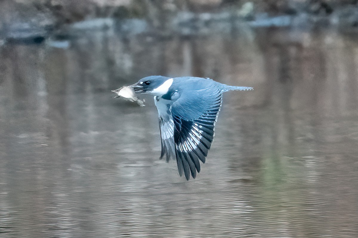 Belted Kingfisher - ML617230169