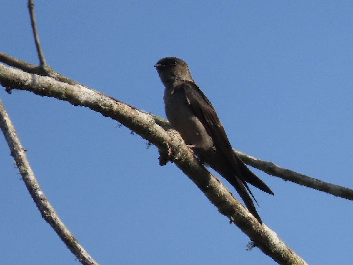 White-thighed Swallow - ML617230201