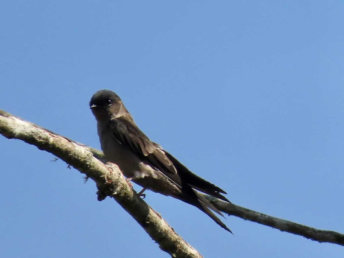 White-thighed Swallow - Marjorie Watson