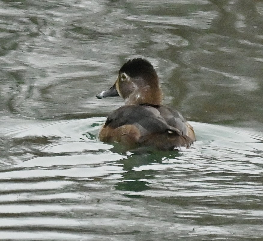Ring-necked Duck - ML617230214